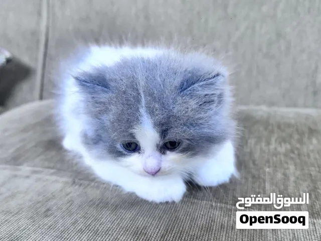 cat mahooz
