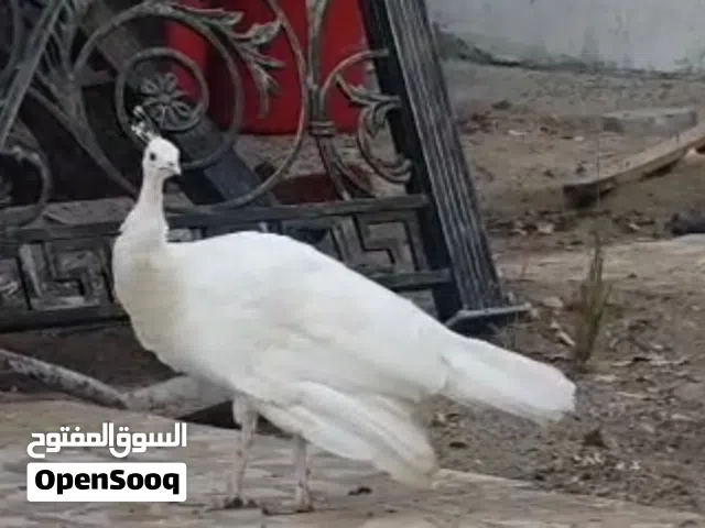 طاوس انثى لون ابيض