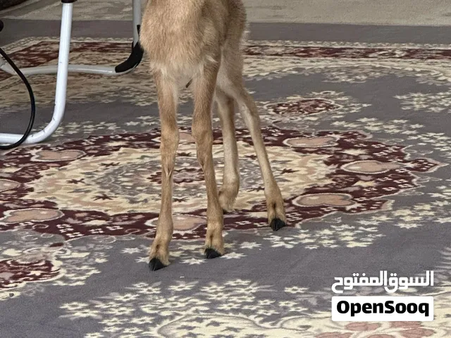 أنثى صغير الدماني