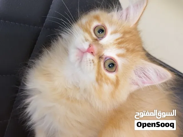 للبيع Chinchilla ذكر لون Golden /Orange