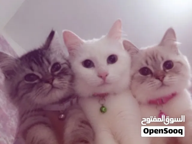 ثلاث قطط للبيع مع ليتر بوكس و اثنين بوكس حمل بسعر رهيب قابل للتفاوض