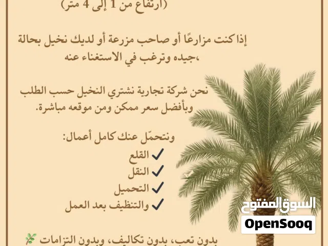 شراء النخيل والفسائل والنارجيل والواشنطونيا