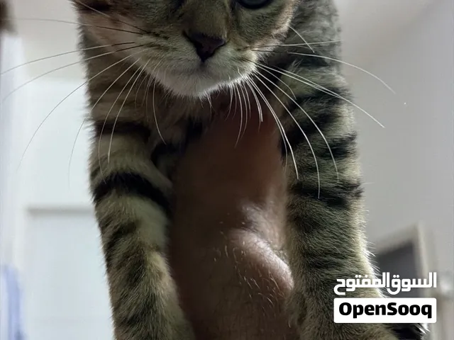 قط مهجن للبيع
