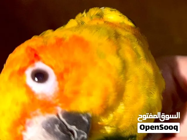 صن كنيور العمر 5 شهور السعر 800 درهم في الظفرة مدينة زايد كل شي بالوصف