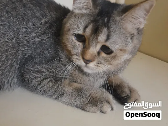 قطة انثي برتش شورت هير وذكر شورت هير برتش