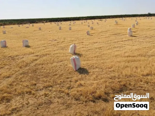 تبن شعير للبيع خيشه كامله ناعم بالصلاة على النبي