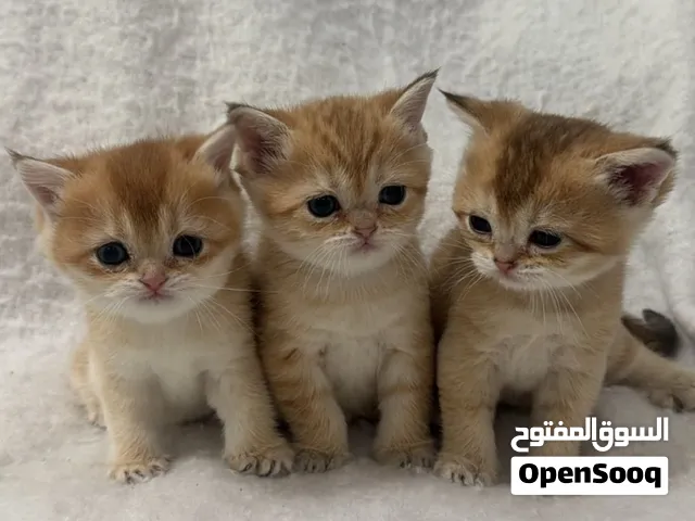 قطط سكوتش للبيع