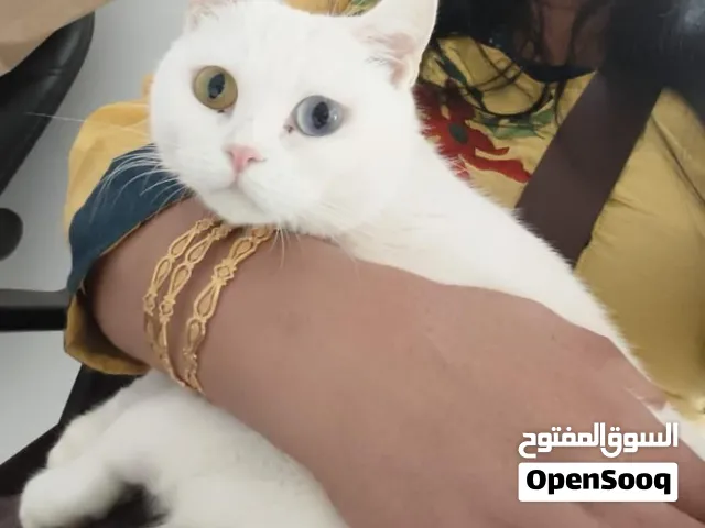 One Male and One Female Cat