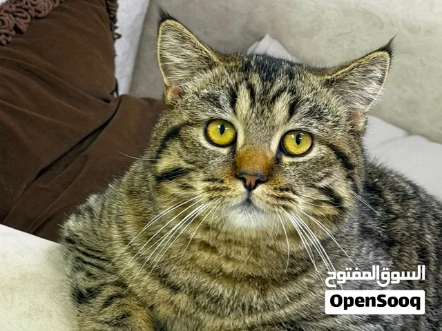 قط اليف جدا هادي
