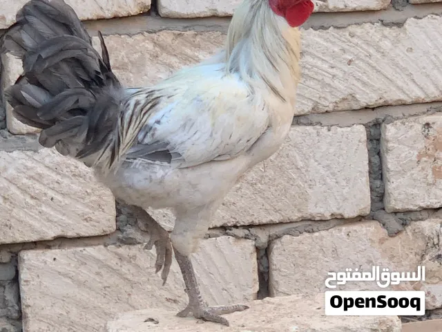 دجاج وطني22