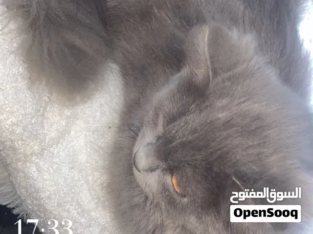ميكس سكوتش