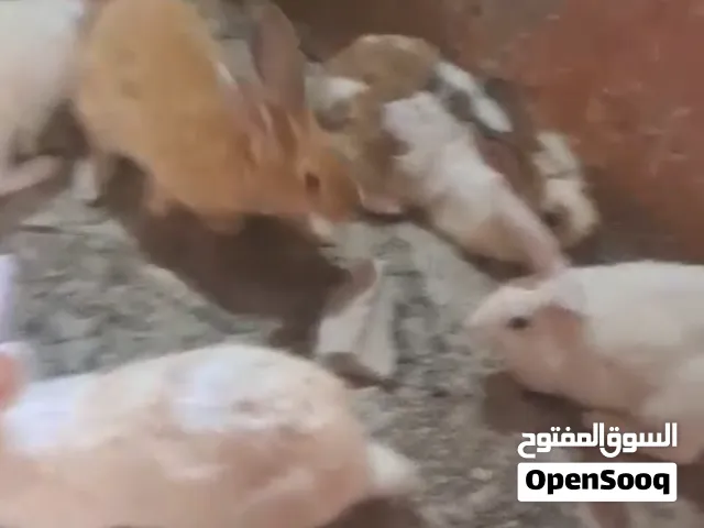 كوم ارانب 7 انثي و3 ذكور شغالات