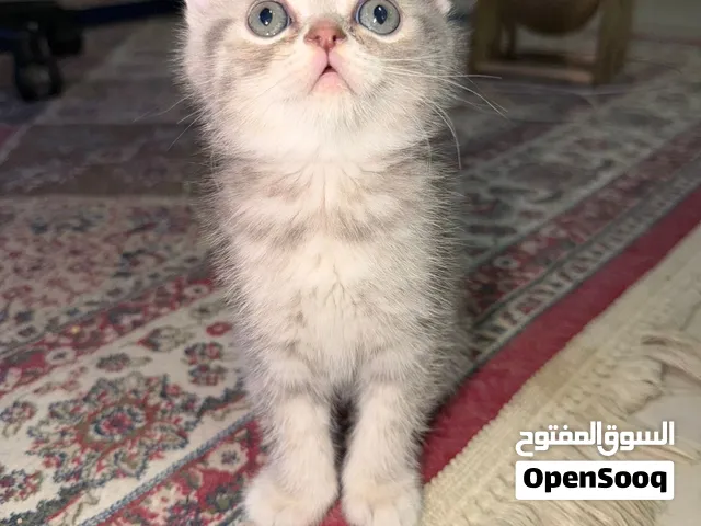Scottish straight kitten ( fluffy and adorable)