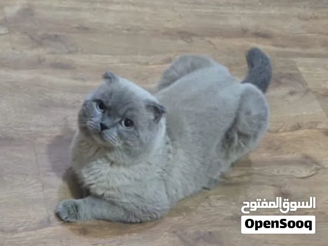 Scottish fold