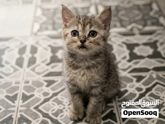 قطة جميله كيتن