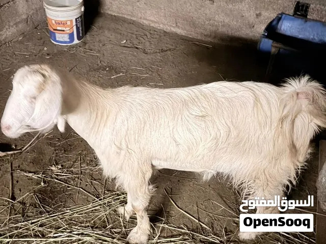 استمارة بيع
