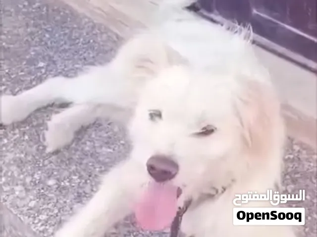 متاح ذكر ملتيز عمرو 9 اشهر معقم ومطعم مدرب طاعه لعوب جدن للبيع