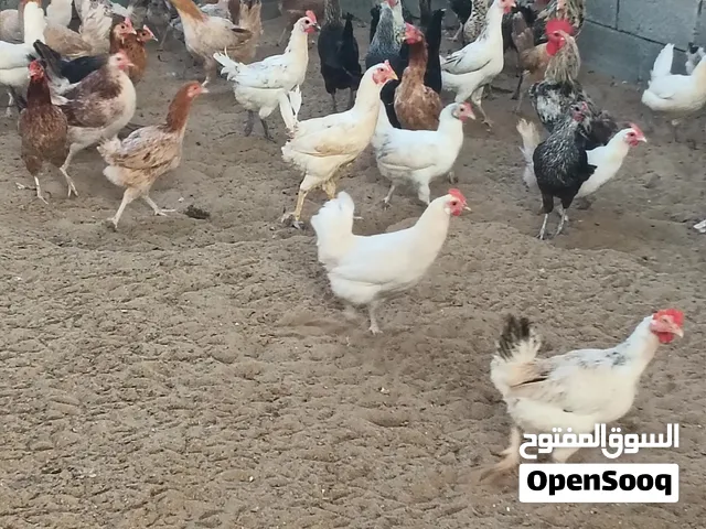 دجاج بياض وبط مصري
