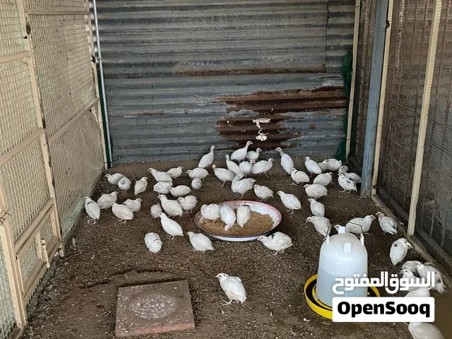 السلام عليكم ورحمة الله وبركاته