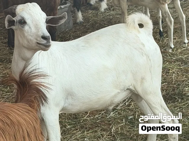 في الواقع افضل من التصوير