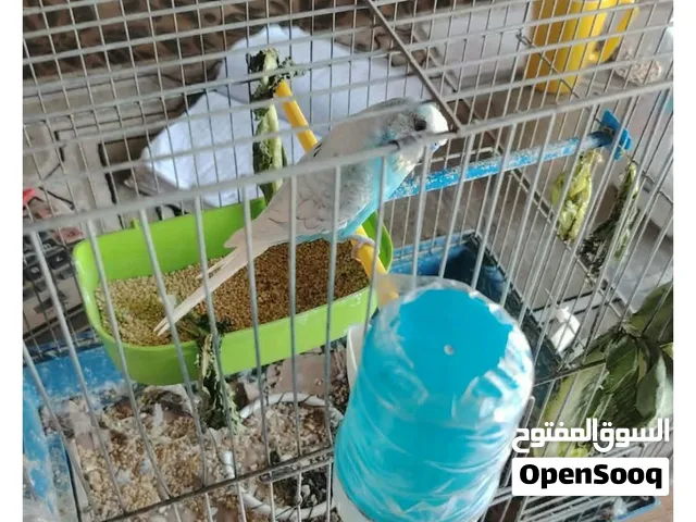 عصافير حب  مع فراخ 3
