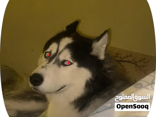 كلب هاسكي اليف