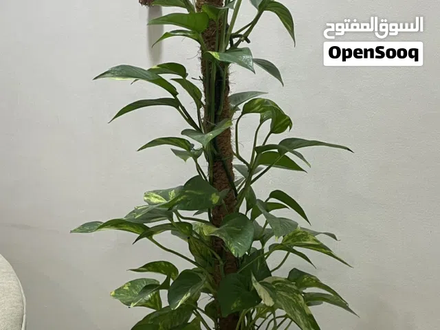 نبتة البوتس