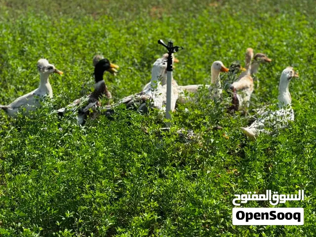 بط لا قوه الا بالله
