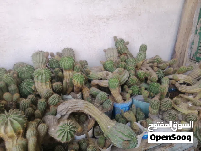 نبات الصبار عمه القاضي