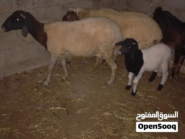 نعجه والده