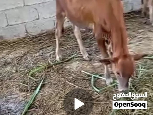 البيع عجاله 2 وبقره كبيره