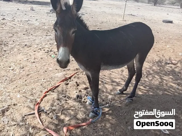 للبيع حماره سوده