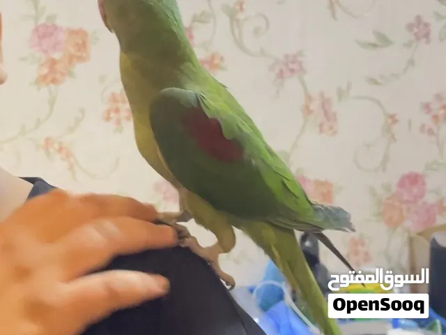 ببغاء درا نيبالي اليف متكلم