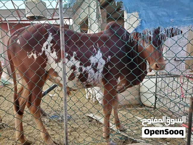 عجل بلدي تربيه منزلي