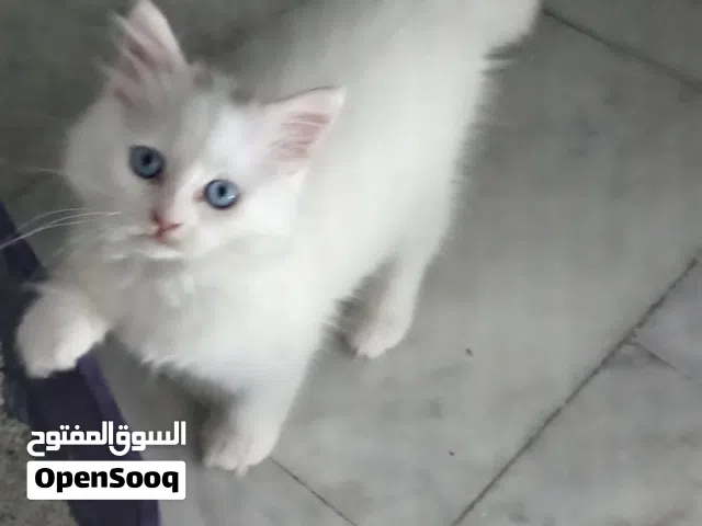 قطط kitten