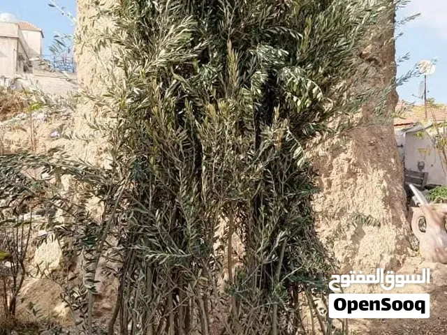 زراعة أشجار مثمرة وزينة