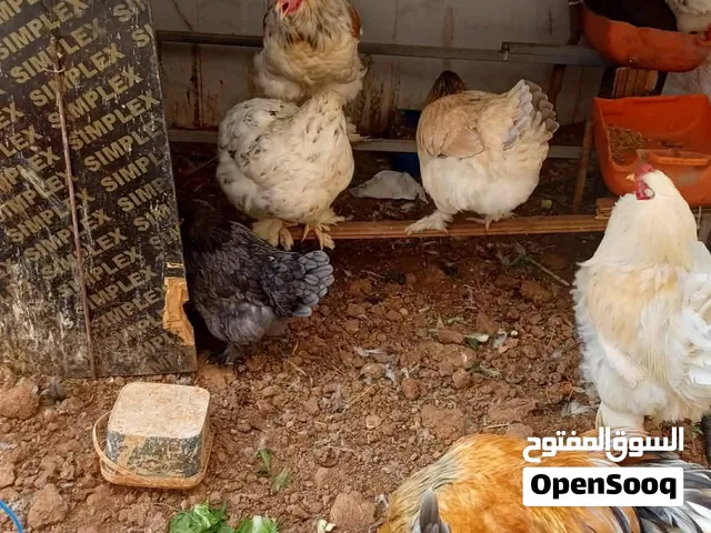 بيض براهمي مخصب