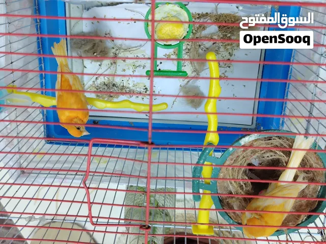 جوز كنار احمر حبات نحب النخب