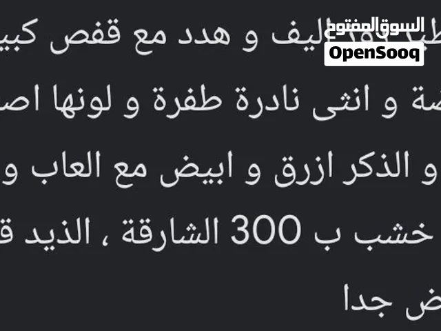 زوج طير روز اليف و هدد مع قفص كبير جدا و بياضة و انثى نادرة طفرة و لونها اصفر و وردي و الذكر ازرق و