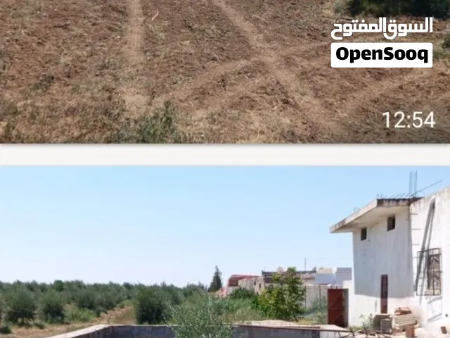 سانيه زيتون ولوز مساحتها 10هك