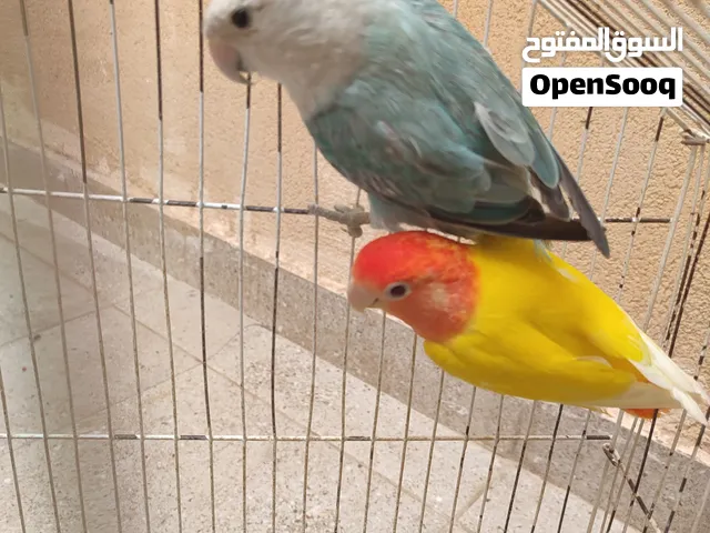كوبية ربي يبارك جاهزة