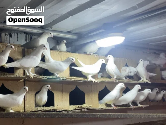 متوفر حمام بصحه جيده للبيع