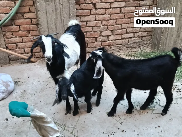 معزه وراها جدي و رباعيه قسما بالله انضف اكل بياكلوه بياخدوا التحصينات بتاعتهم كامله
