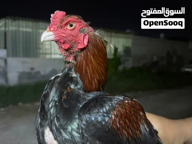 ديك باكستاني للبيع في رأس الخيمة