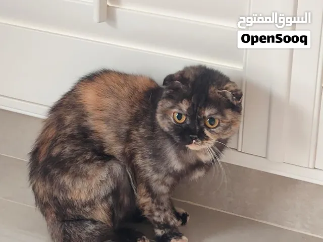 قطط سكوتش فولد للتبني