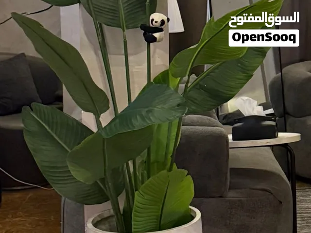 شجره الموز اكبر حجم شبه طبيعي ورقها جلد