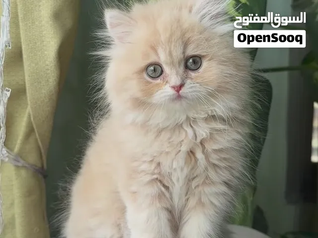 متوفر قطط بمختلف الانواع والاسعار