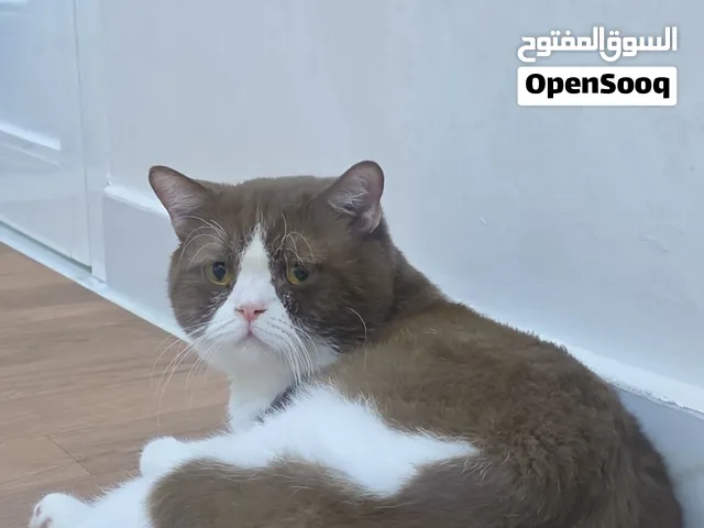 ذكر بايكلر سينامون للتزاوج800
