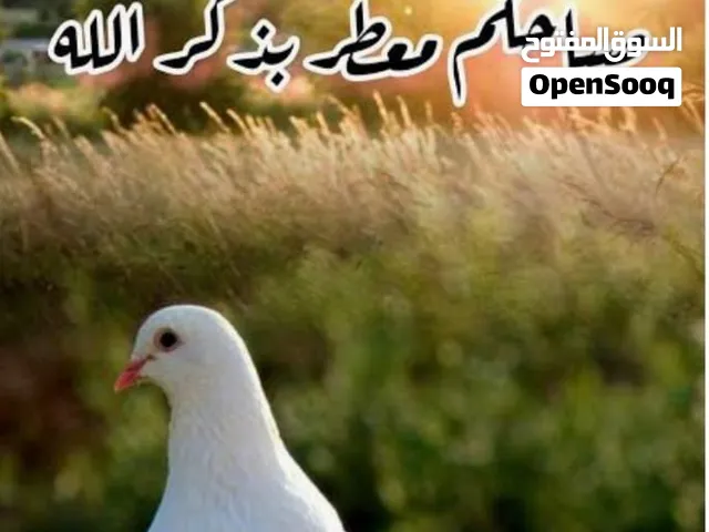 نشتري شريط الفيديو والأسطوانات