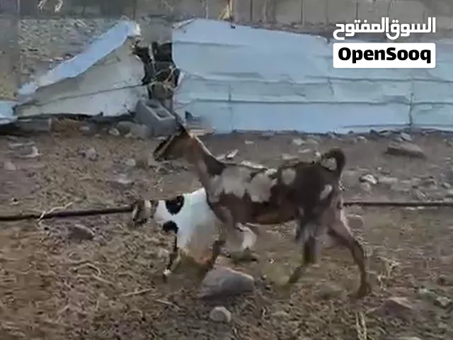 غنز ظفاريه تحتها تيس للبيع